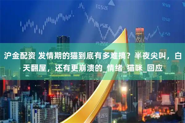 沪金配资 发情期的猫到底有多难搞？半夜尖叫，白天翻屋，还有更崩溃的_情绪_猫咪_回应